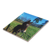 Bruine en witte snuit tegeltje (Zijkant)