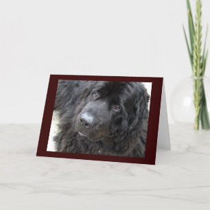 bruine eoogige hugo kaart