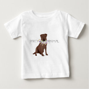 Bruine feestbeest Labrador Retriever