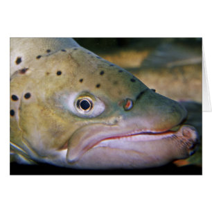 Bruine forel