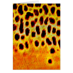 Bruine forel - Kaart