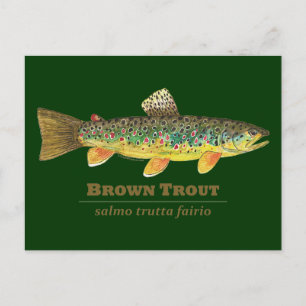 Bruine forel Latijn Ichthyology Briefkaart