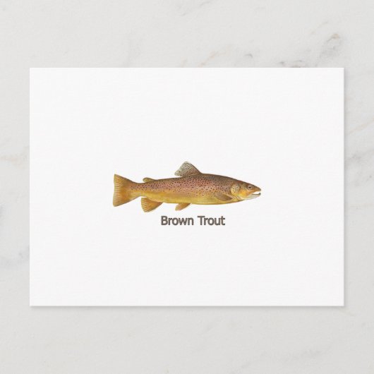 Bruine forel (met titel) briefkaart (Voorkant)