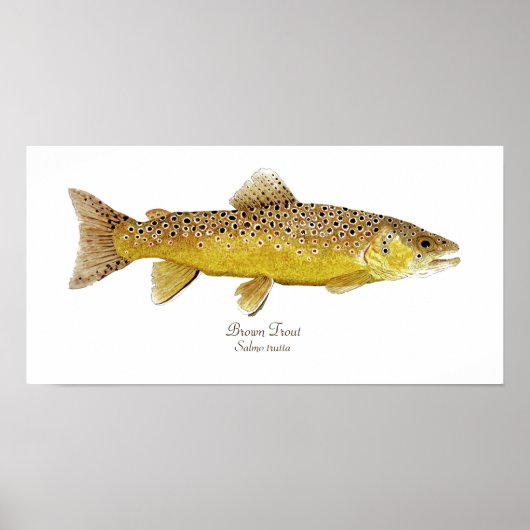 Bruine forel poster (Voorkant)