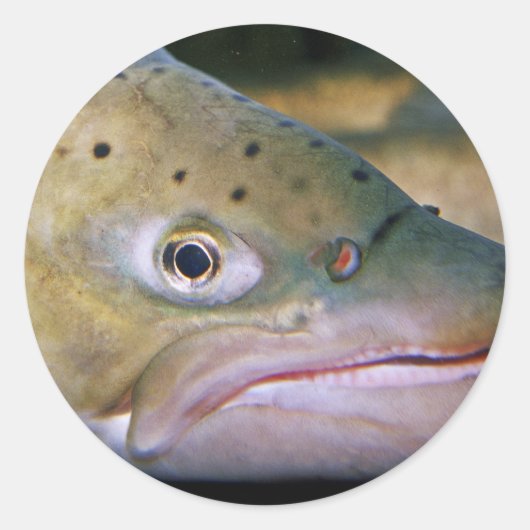 Bruine forel ronde sticker (Voorkant)