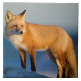 Bruine Fox Keramische Tegel Tegeltje