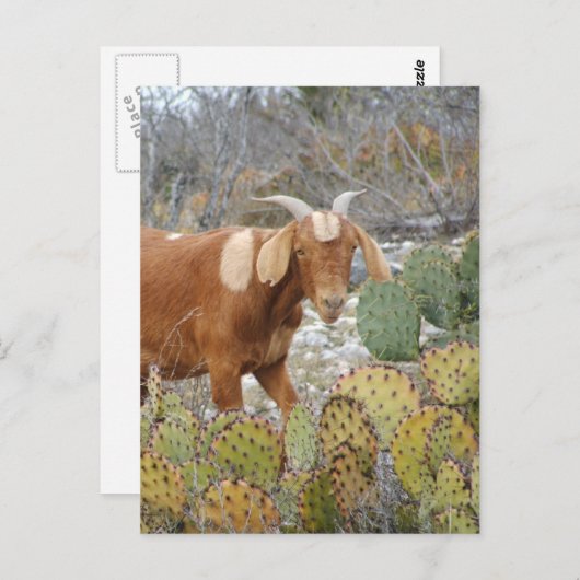 Bruine gespikkelde geit briefkaart (Voorkant / Achterkant)