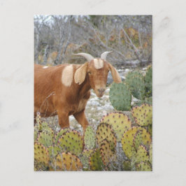 Bruine gespikkelde geit briefkaart