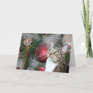 Bruine gestreepte kat met witte Kerstmis Feestdagen Kaart