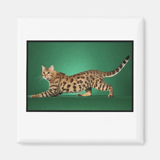 Bruine gevlekte Bengaalse magneet (Voorkant)