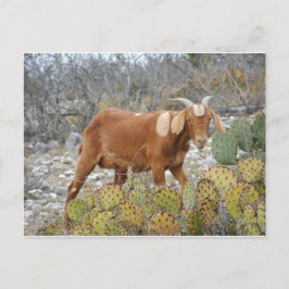 Bruine gevlekte geit briefkaart