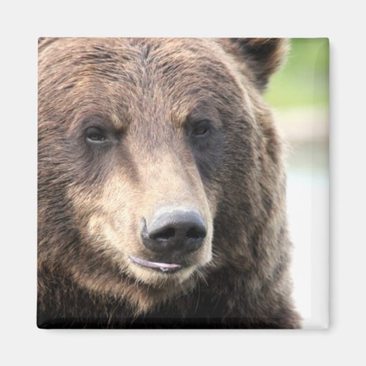 Bruine Grizzlybeer Magneet (Voorkant)