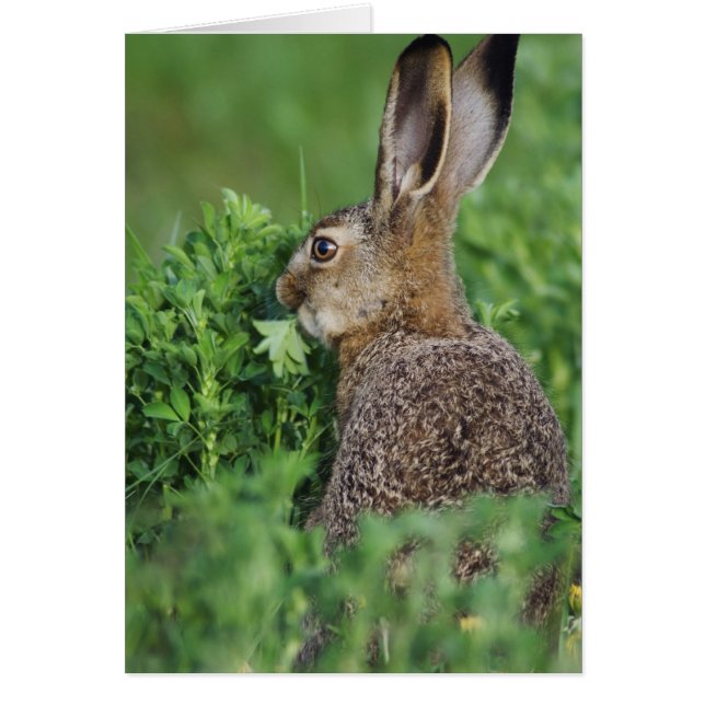 Bruine haas, Lepus europaeus, jong eet, (Voorkant)