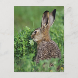 Bruine haas, Lepus europaeus, jong eet, Briefkaart