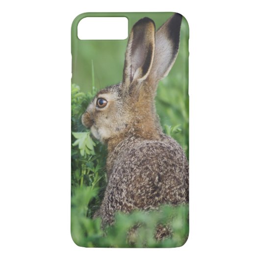 Bruine haas, Lepus europaeus, jong eet, Case-Mate iPhone Case (Achterkant)