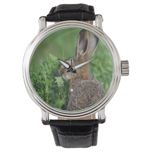 Bruine haas, Lepus europaeus, jong eet, Horloge