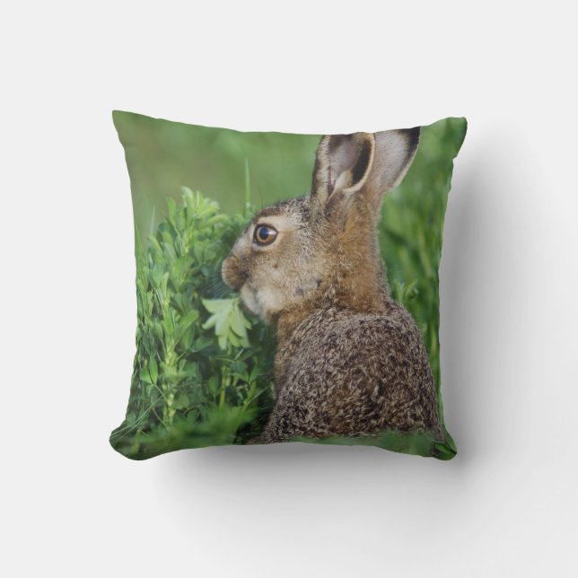 Bruine haas, Lepus europaeus, jong eet, Kussen (Voorkant)