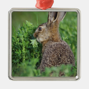 Bruine haas, Lepus europaeus, jong eet, Metalen Ornament
