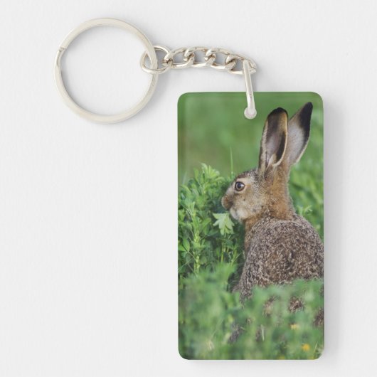 Bruine haas, Lepus europaeus, jong eet, Sleutelhanger (Voorkant)