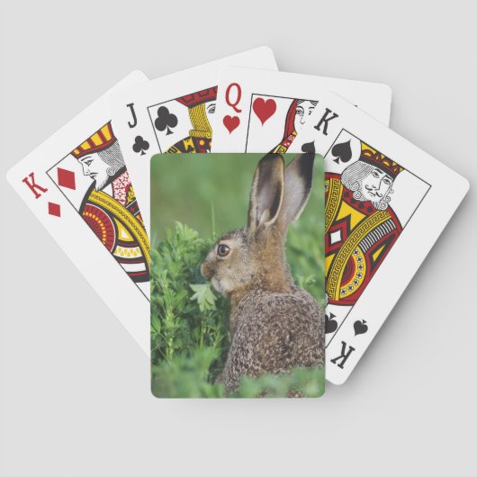Bruine haas, Lepus europaeus, jong eet, Speelkaarten (Achterkant)