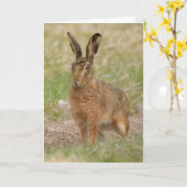 Bruine haas, Perthshire Schotland kaart (Gele Bloem)