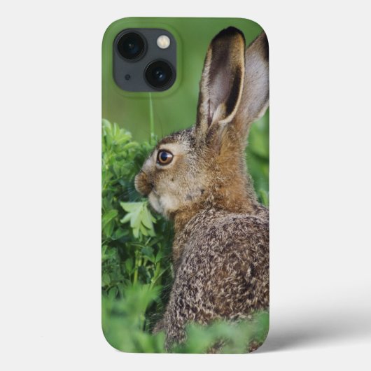 Bruine haren, Lepus europaeus, jong eten, Case-Mate iPhone Case (Achterkant)