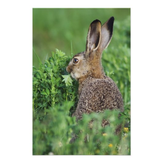 Bruine haren, Lepus europaeus, jong eten, Foto Afdruk (Voorkant)