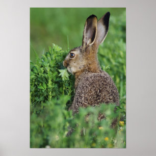 Bruine haren, Lepus europaeus, jong eten, Poster