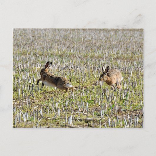 Bruine hazen die briefkaart achtervolgen (Voorkant)