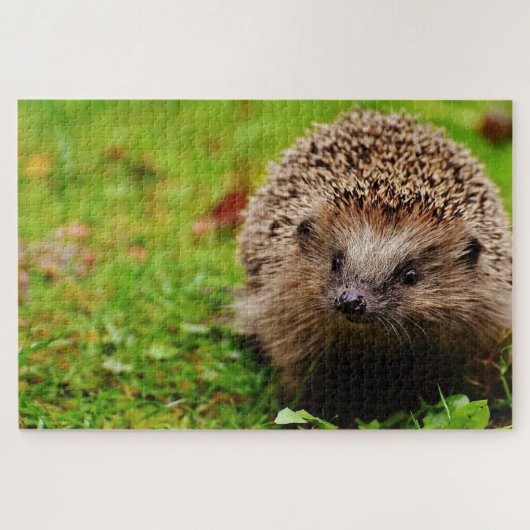 Bruine hegdehog op gras legpuzzel (Horizontaal)