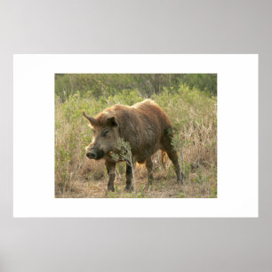 Bruine hog. poster