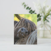 Bruine Hoogland Koe Briefkaart (Staand voorkant)