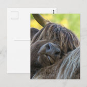 Bruine Hoogland Koe Briefkaart (Voorkant / Achterkant)