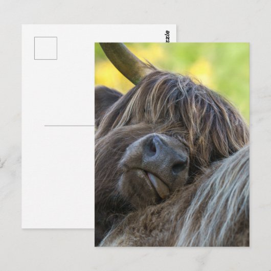 Bruine Hoogland Koe Briefkaart (Voorkant / Achterkant)