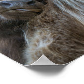 Bruine Hoogland Koe Poster (Hoek)