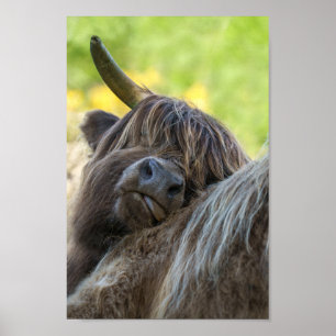 Bruine Hoogland Koe Poster