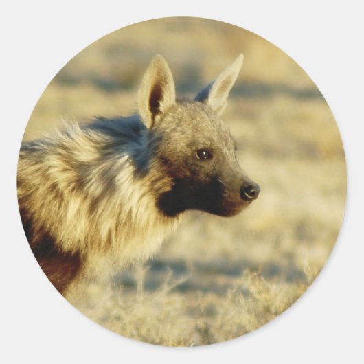 Bruine hyena wilde dieren stickers (Voorkant)