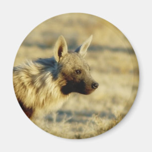 Bruine hyena wildlife magneten