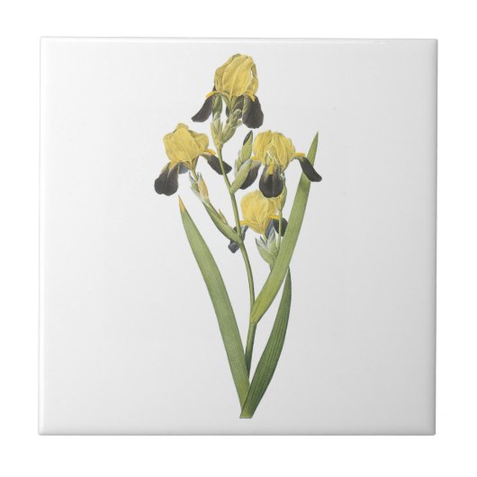 bruine iris (Iris squalens) van Redouté Tegeltje (Voorkant)