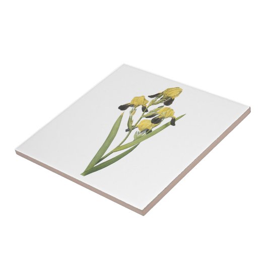 bruine iris (Iris squalens) van Redouté Tegeltje (Zijkant)