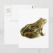  bruine kikkerillustratie briefkaart (Voorkant / Achterkant)