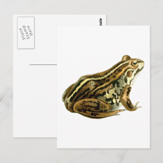  bruine kikkerillustratie briefkaart (Voorkant / Achterkant)
