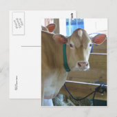 Bruine Koe Briefkaart (Voorkant / Achterkant)