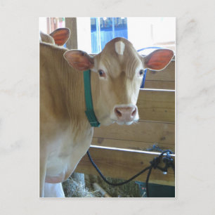 Bruine Koe Briefkaart