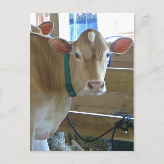 Bruine Koe Briefkaart (Voorkant)