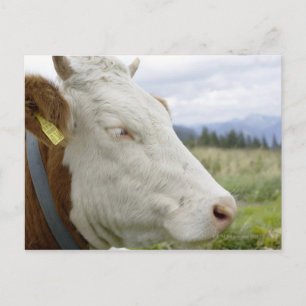 Bruine koe met daarin een teken op een waarnemings briefkaart