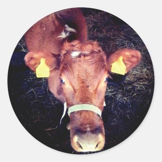 Bruine koe ronde sticker (Voorkant)