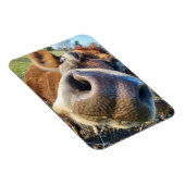 Bruine Koe Super Close-up Magneet (Rechterzijde)