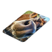 Bruine Koe Super Close-up Magneet (Linkerzijde)