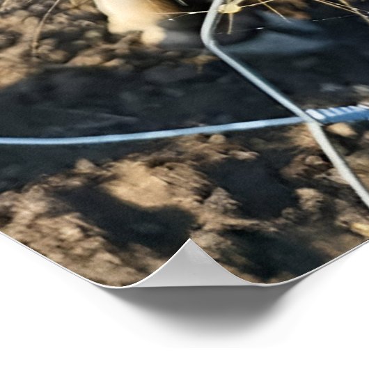 Bruine Koe Super Close-up Poster (Hoek)